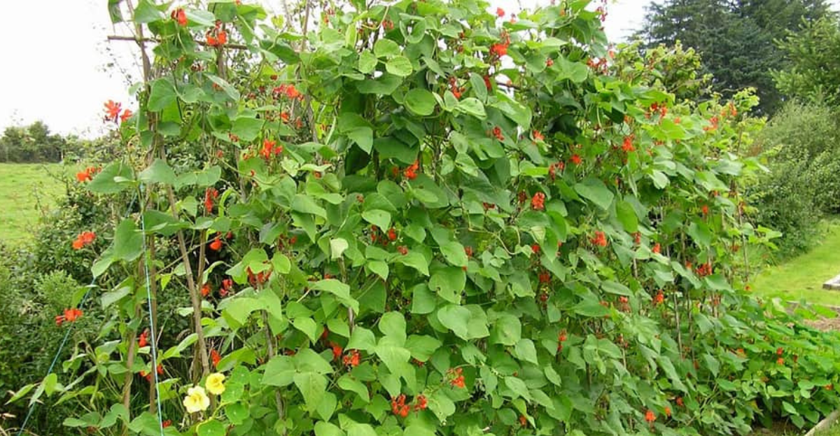 Runner beans